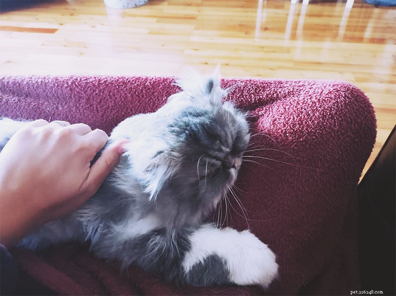 Why Does My Cat Follow Me Everywhere? 15 Expert-Backed Explanations