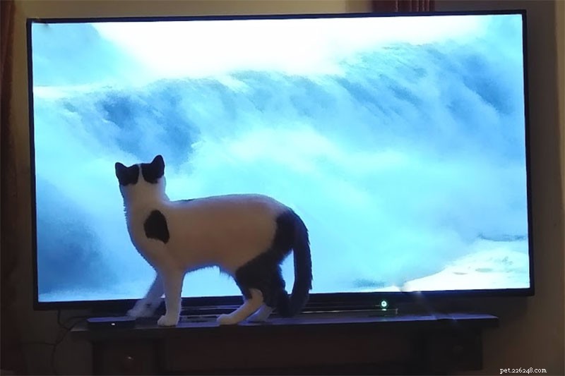 Why Does My Cat Follow Me Everywhere? 15 Expert-Backed Explanations