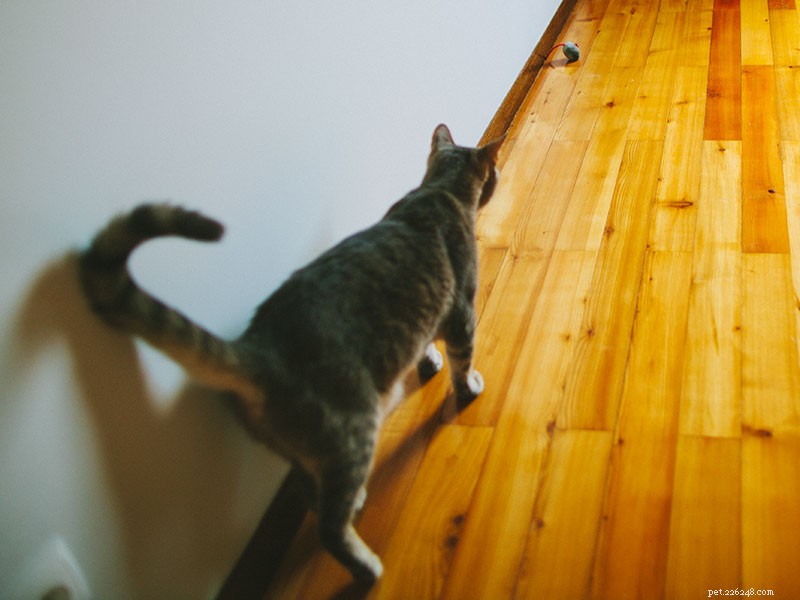 Understanding Pet-Related Frustration: Why Compassion Matters Amid Rising Vet Costs