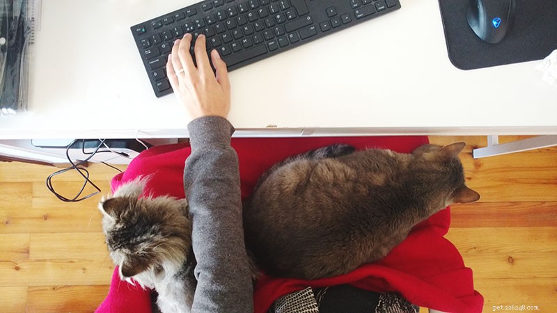 Understanding Pet-Related Frustration: Why Compassion Matters Amid Rising Vet Costs