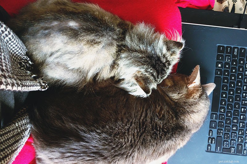 Understanding Pet-Related Frustration: Why Compassion Matters Amid Rising Vet Costs