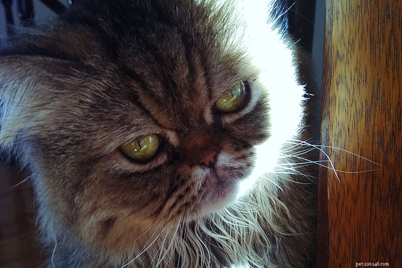Understanding Pet-Related Frustration: Why Compassion Matters Amid Rising Vet Costs