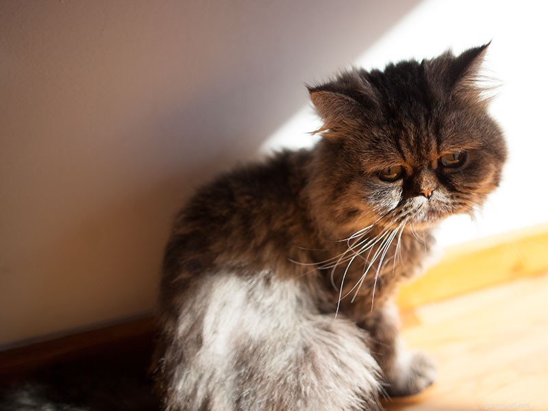 Understanding Pet-Related Frustration: Why Compassion Matters Amid Rising Vet Costs
