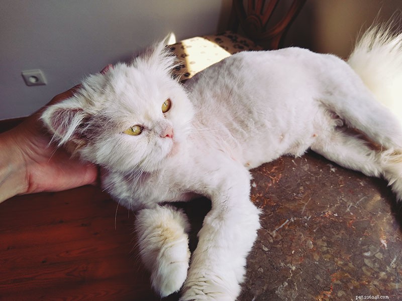 Keeping Your Cats Cool in Hot Weather: Expert Indoor & Outdoor Tips