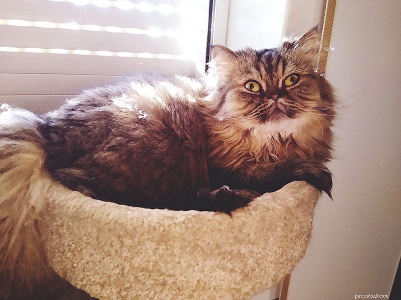 Keeping Your Cats Cool in Hot Weather: Expert Indoor & Outdoor Tips
