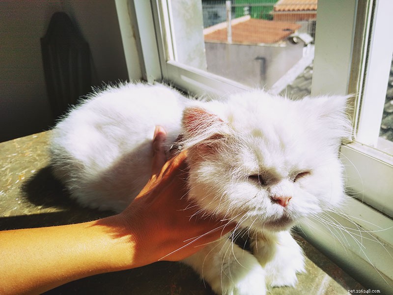 Keeping Your Cats Cool in Hot Weather: Expert Indoor & Outdoor Tips