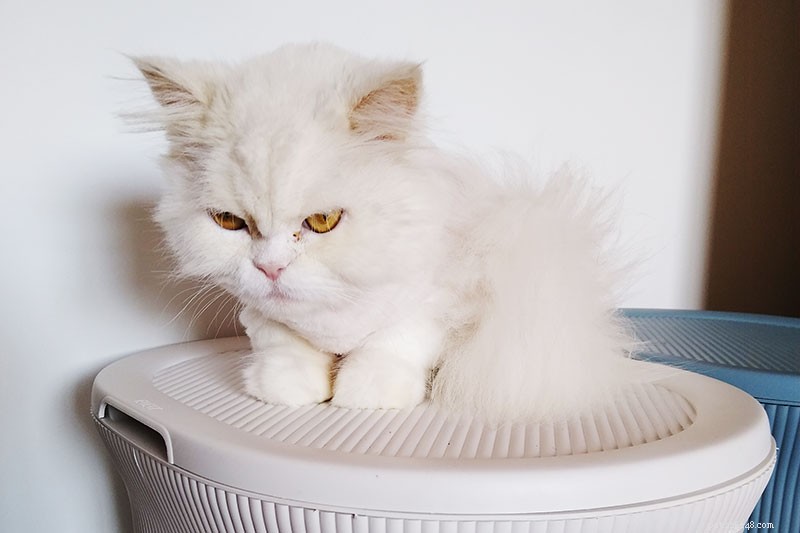 Keeping Your Cats Cool in Hot Weather: Expert Indoor & Outdoor Tips