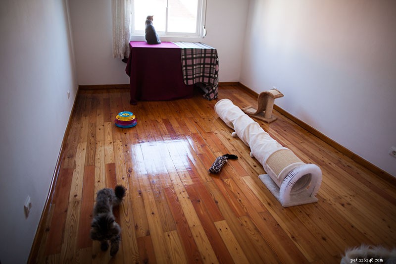 Is It Safe to Keep a Cat in a Cage All Day? Expert Guidance & Alternatives