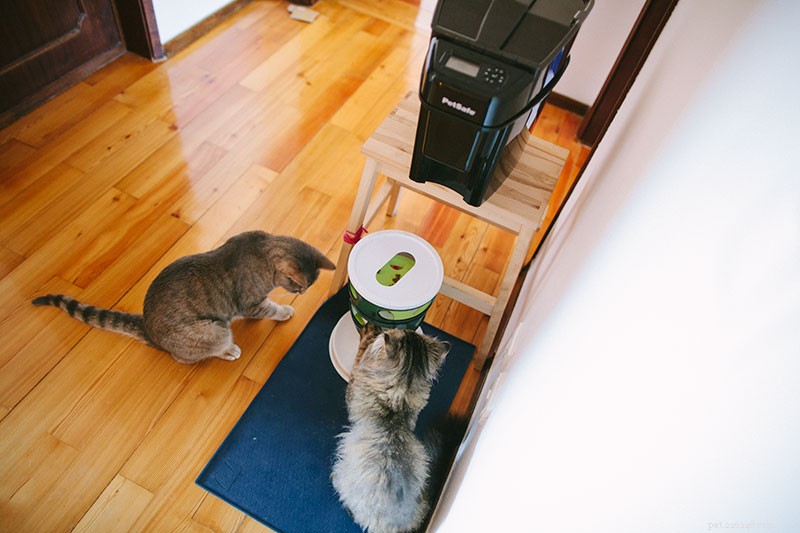Is It Safe to Keep a Cat in a Cage All Day? Expert Guidance & Alternatives