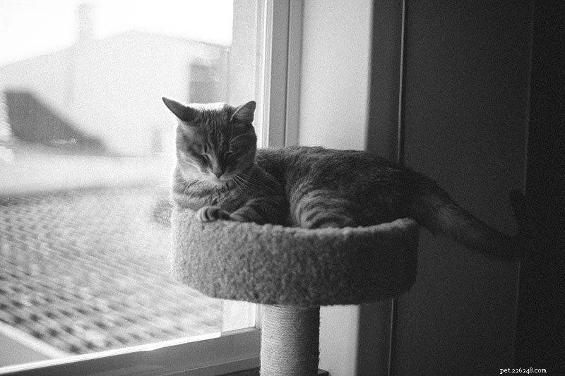 Second Cat Arrival Triggers Old Cat to Urinate Everywhere