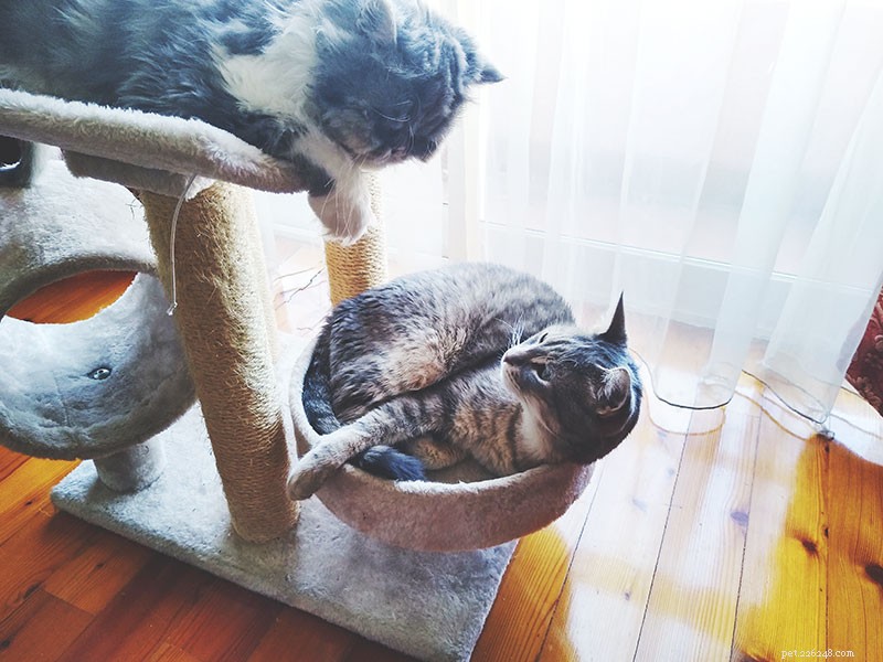 Second Cat Arrival Triggers Old Cat to Urinate Everywhere