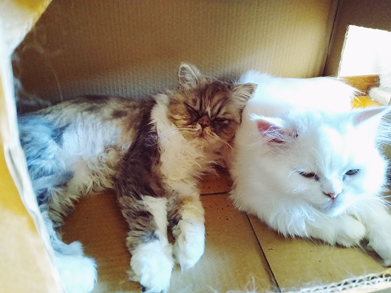 Second Cat Arrival Triggers Old Cat to Urinate Everywhere