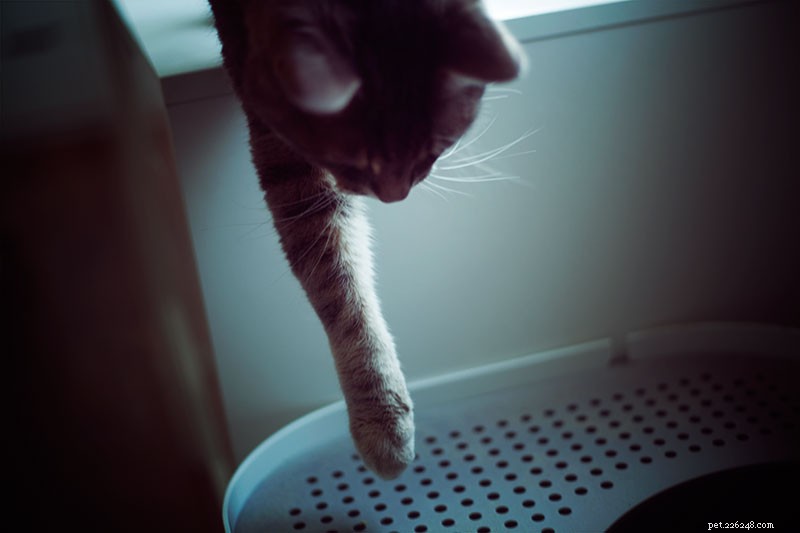 Second Cat Arrival Triggers Old Cat to Urinate Everywhere