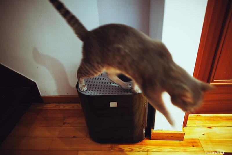 Second Cat Arrival Triggers Old Cat to Urinate Everywhere
