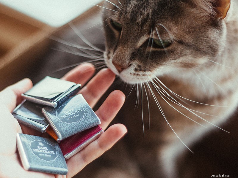 Chocolate Poisoning in Cats: Why It’s Dangerous and How to Protect Your Pet