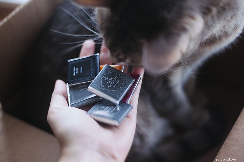 Chocolate Poisoning in Cats: Why It’s Dangerous and How to Protect Your Pet