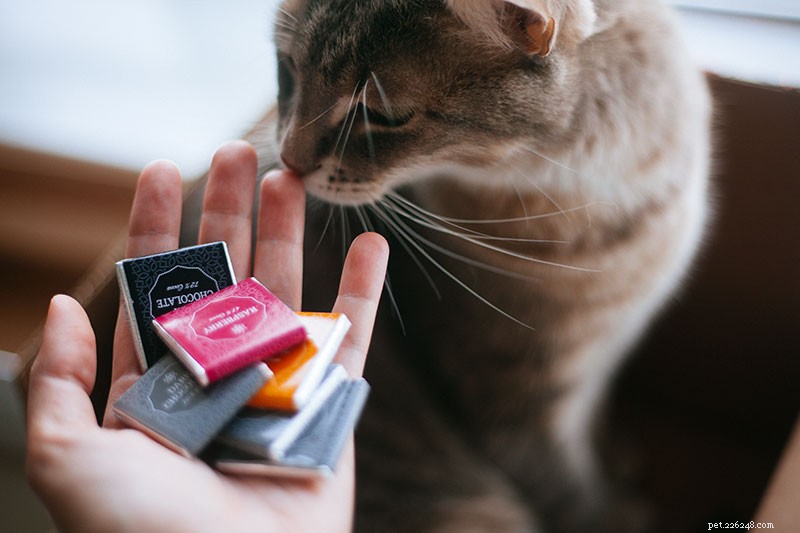 Chocolate Poisoning in Cats: Why It’s Dangerous and How to Protect Your Pet