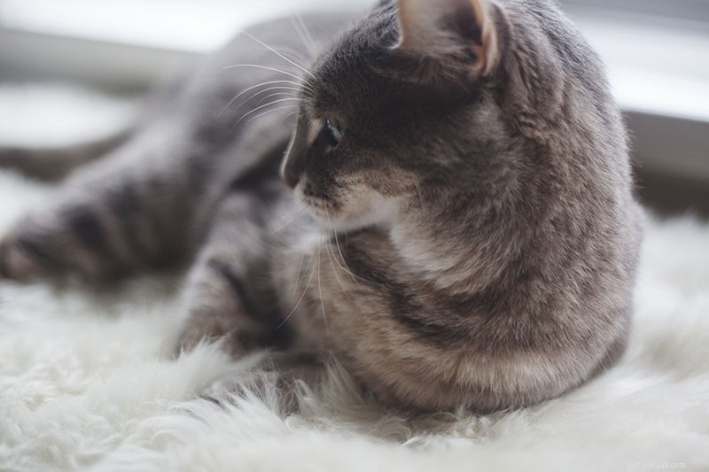 Keeping Your Indoor Cat Happy in Small Apartments: Proven Tips & Tricks