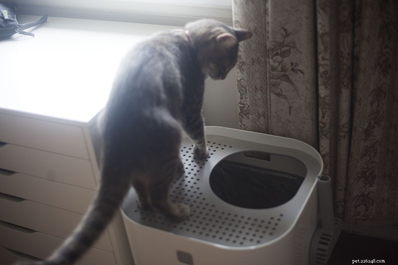Keeping Your Indoor Cat Happy in Small Apartments: Proven Tips & Tricks