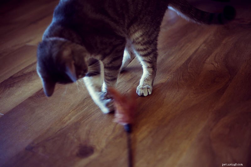 Keeping Your Indoor Cat Happy in Small Apartments: Proven Tips & Tricks