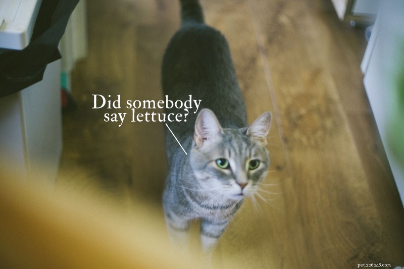 Can Cats Safely Eat Lettuce? Expert Insights on Feeding Your Feline Leafy Greens