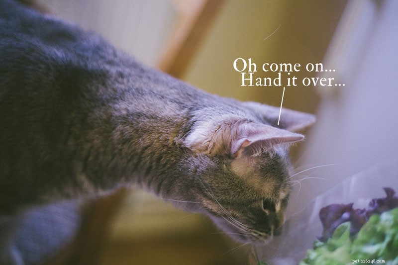 Can Cats Safely Eat Lettuce? Expert Insights on Feeding Your Feline Leafy Greens