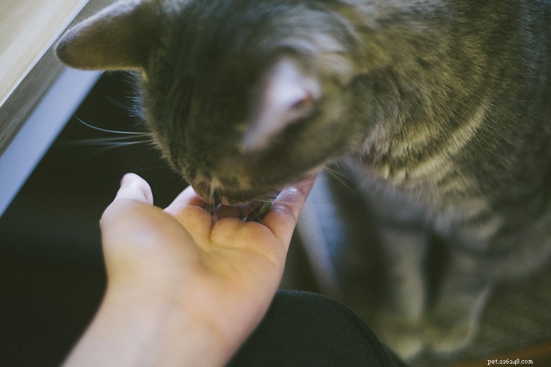Can Cats Safely Eat Lettuce? Expert Insights on Feeding Your Feline Leafy Greens