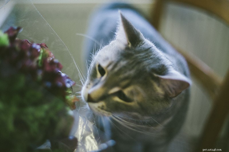 Can Cats Safely Eat Lettuce? Expert Insights on Feeding Your Feline Leafy Greens