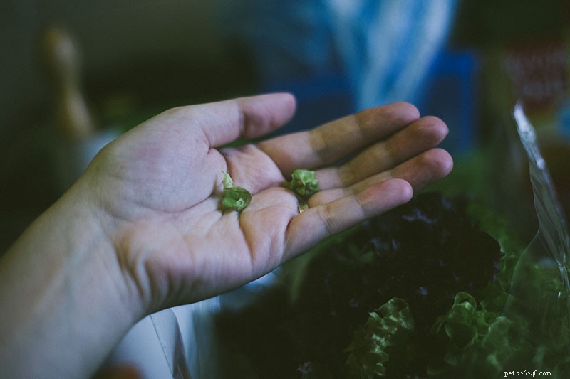 Can Cats Safely Eat Lettuce? Expert Insights on Feeding Your Feline Leafy Greens