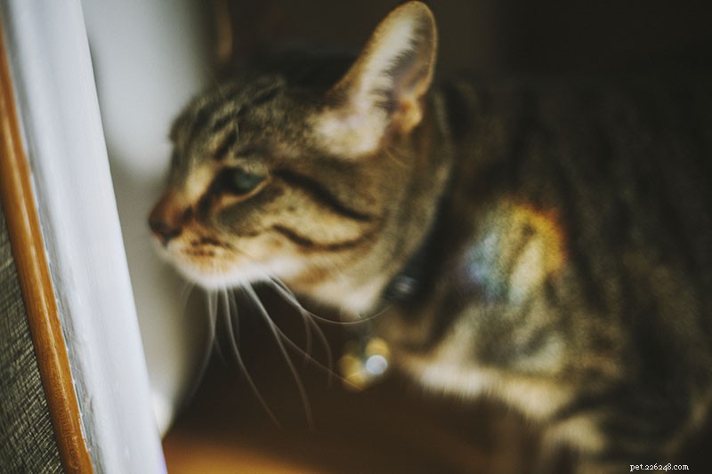 What Does It Mean When Your Cat Is Crying? Health Signs vs. Attention-Seeking
