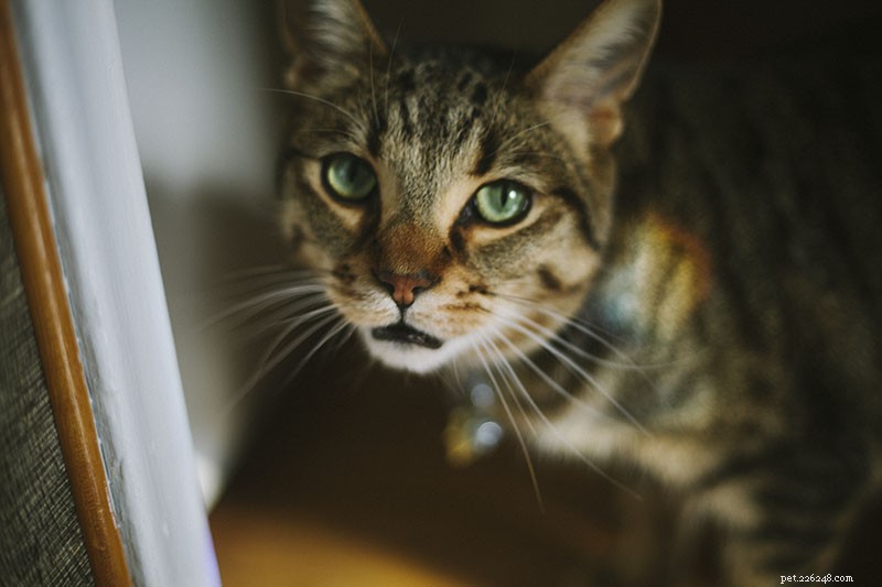 What Does It Mean When Your Cat Is Crying? Health Signs vs. Attention-Seeking
