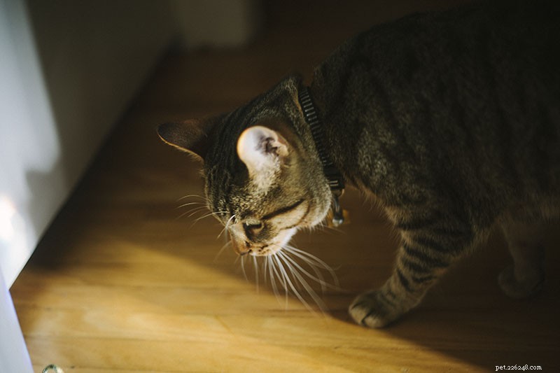 What Does It Mean When Your Cat Is Crying? Health Signs vs. Attention-Seeking