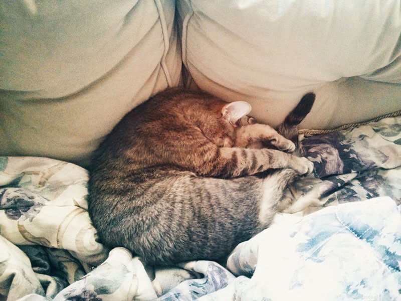 Is Your Cat Sleeping All Day? What It Means and When to Seek Veterinary Care