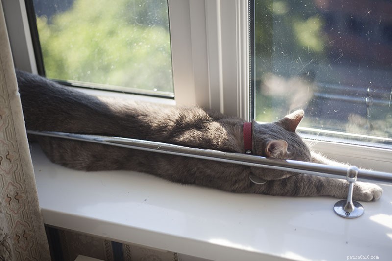 Is Your Cat Sleeping All Day? What It Means and When to Seek Veterinary Care