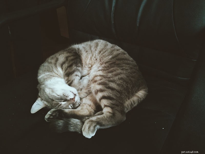Is Your Cat Sleeping All Day? What It Means and When to Seek Veterinary Care