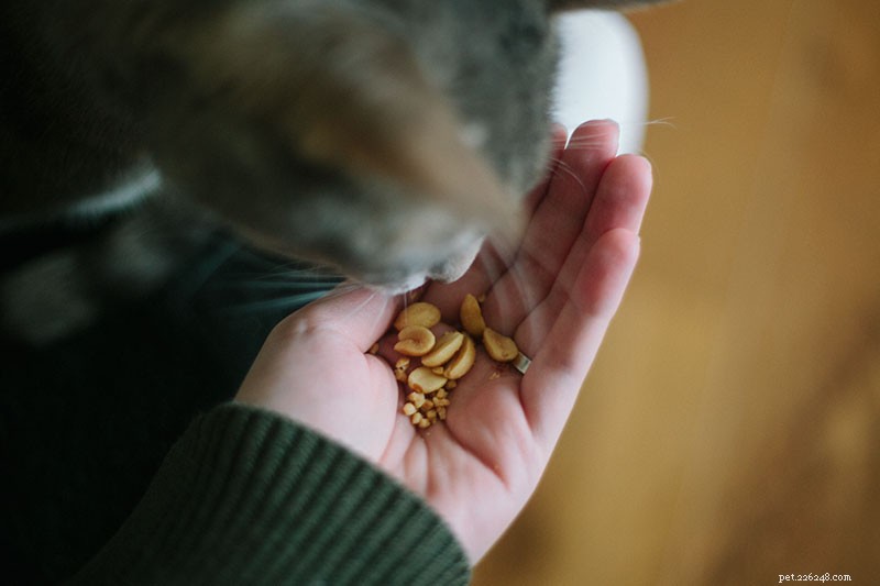Are Peanuts Safe for Cats? Health, Allergies, and Feeding Guidelines