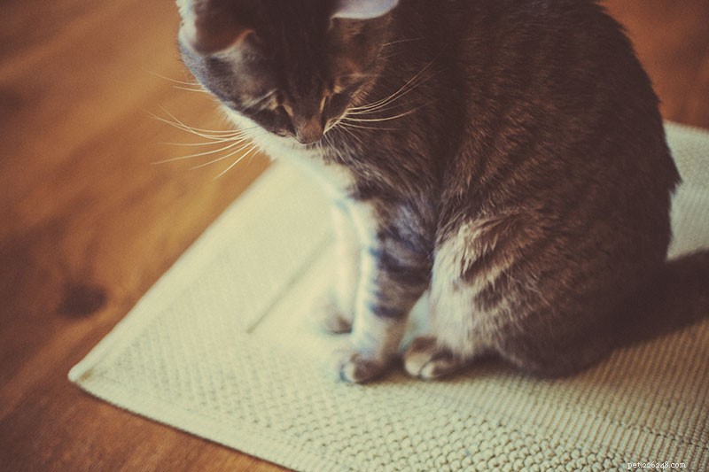Optimal Daily Feeding and Exercise Routine for Indoor Cats: My Proven Plan