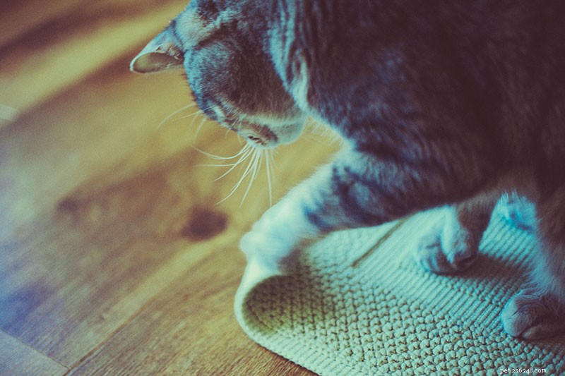 Optimal Daily Feeding and Exercise Routine for Indoor Cats: My Proven Plan