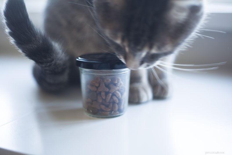 Optimal Daily Feeding and Exercise Routine for Indoor Cats: My Proven Plan