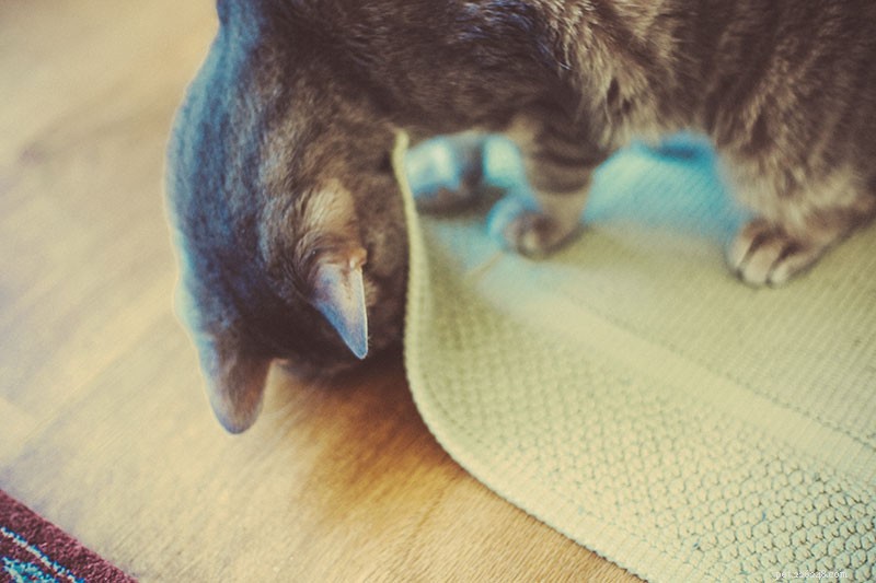 Optimal Daily Feeding and Exercise Routine for Indoor Cats: My Proven Plan