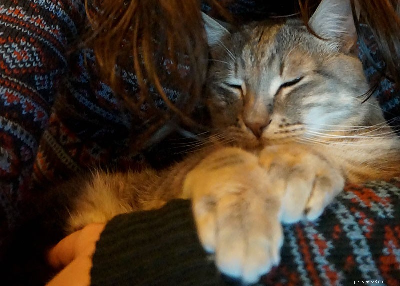 How Much Attention Do Cats Really Need? Indoor Felines Demand Extra Care