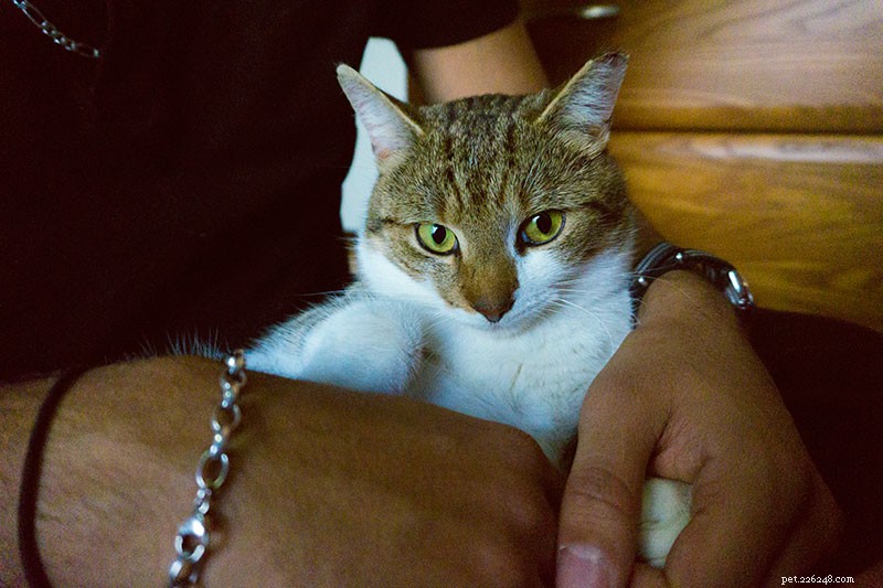 How Much Attention Do Cats Really Need? Indoor Felines Demand Extra Care