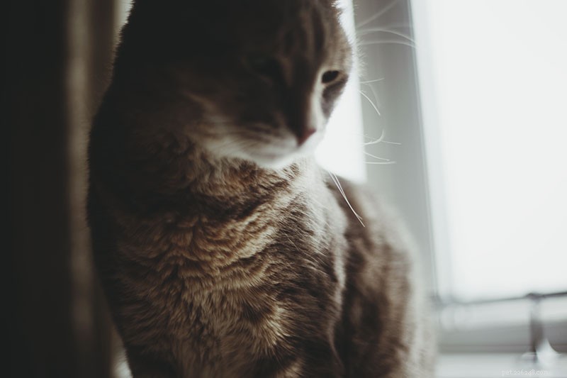 Is My Cat Actually Hating Me? Signs, Causes, and How to Rebuild the Bond