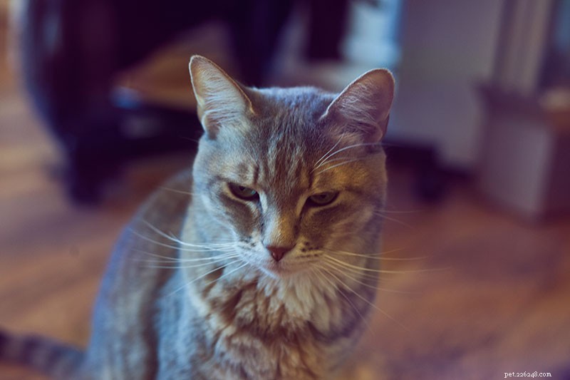 Is My Cat Actually Hating Me? Signs, Causes, and How to Rebuild the Bond