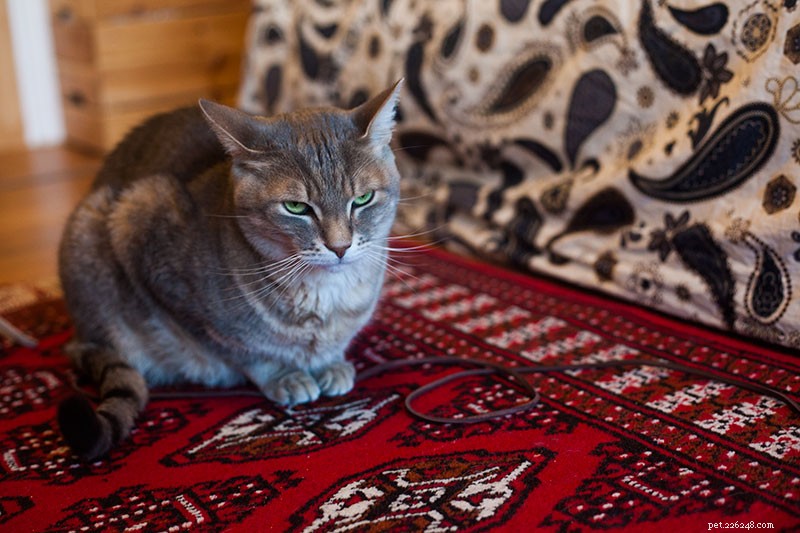 Is My Cat Actually Hating Me? Signs, Causes, and How to Rebuild the Bond