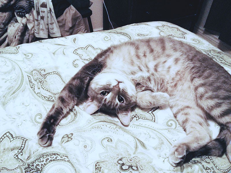 Why Does My Cat Crave Extra Attention? Understanding Their Needs and How to Help