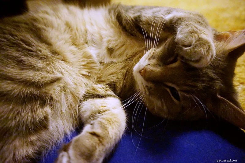 Why Does My Cat Crave Extra Attention? Understanding Their Needs and How to Help