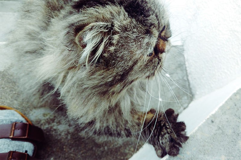 Why Does My Cat Crave Extra Attention? Understanding Their Needs and How to Help
