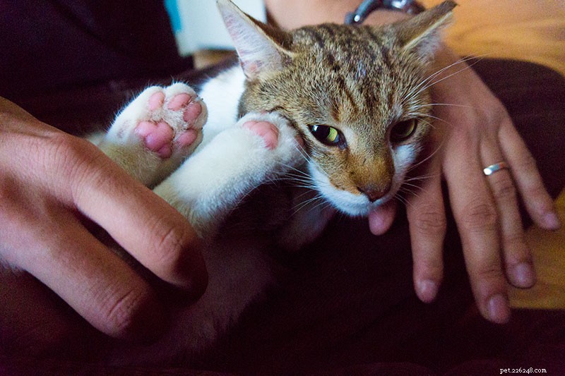 Why Does My Cat Crave Extra Attention? Understanding Their Needs and How to Help