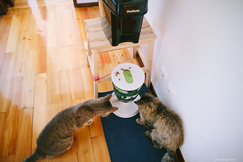 Why Does My Cat Crave Extra Attention? Understanding Their Needs and How to Help